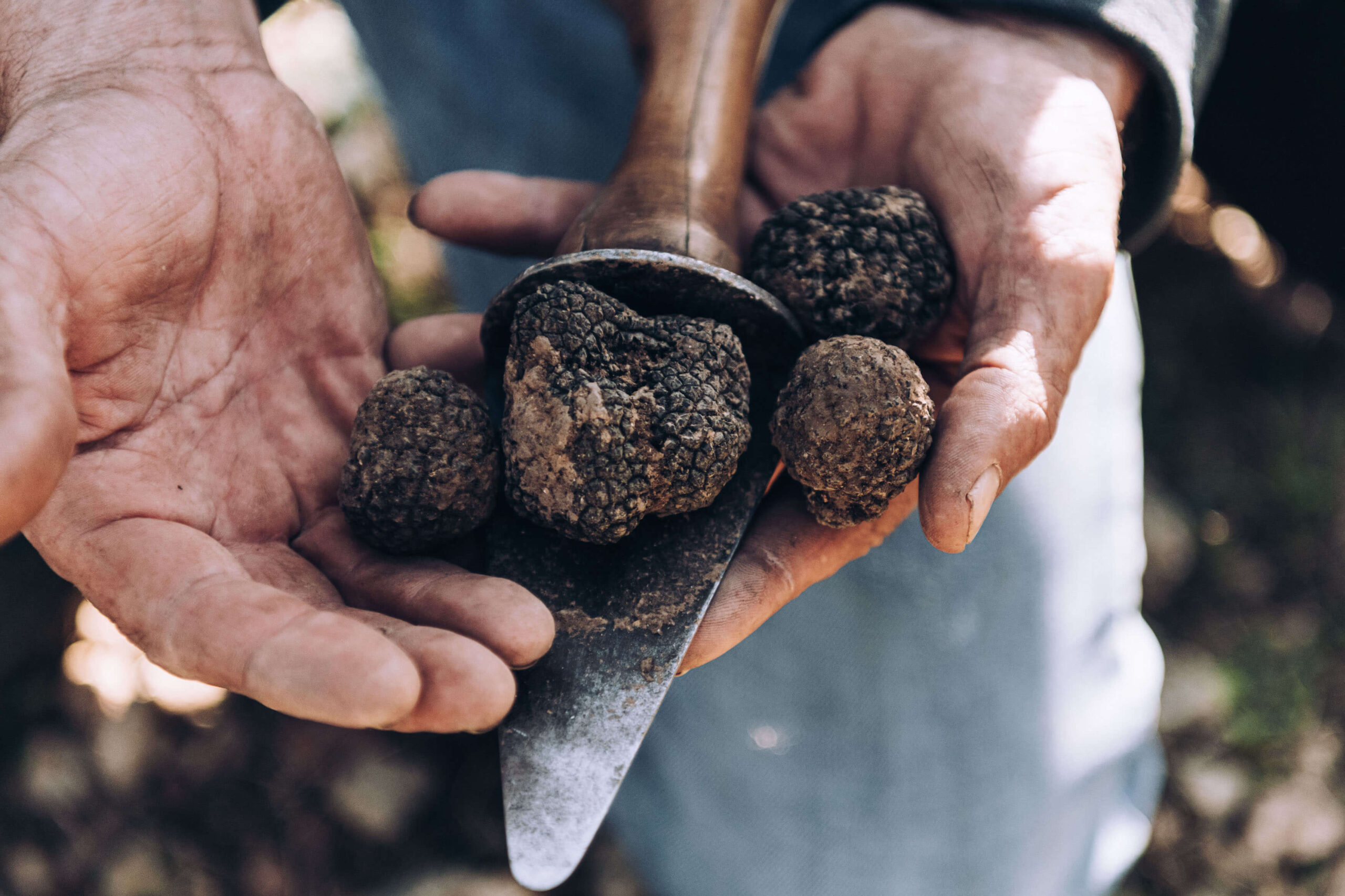 Hand selected black Truffle